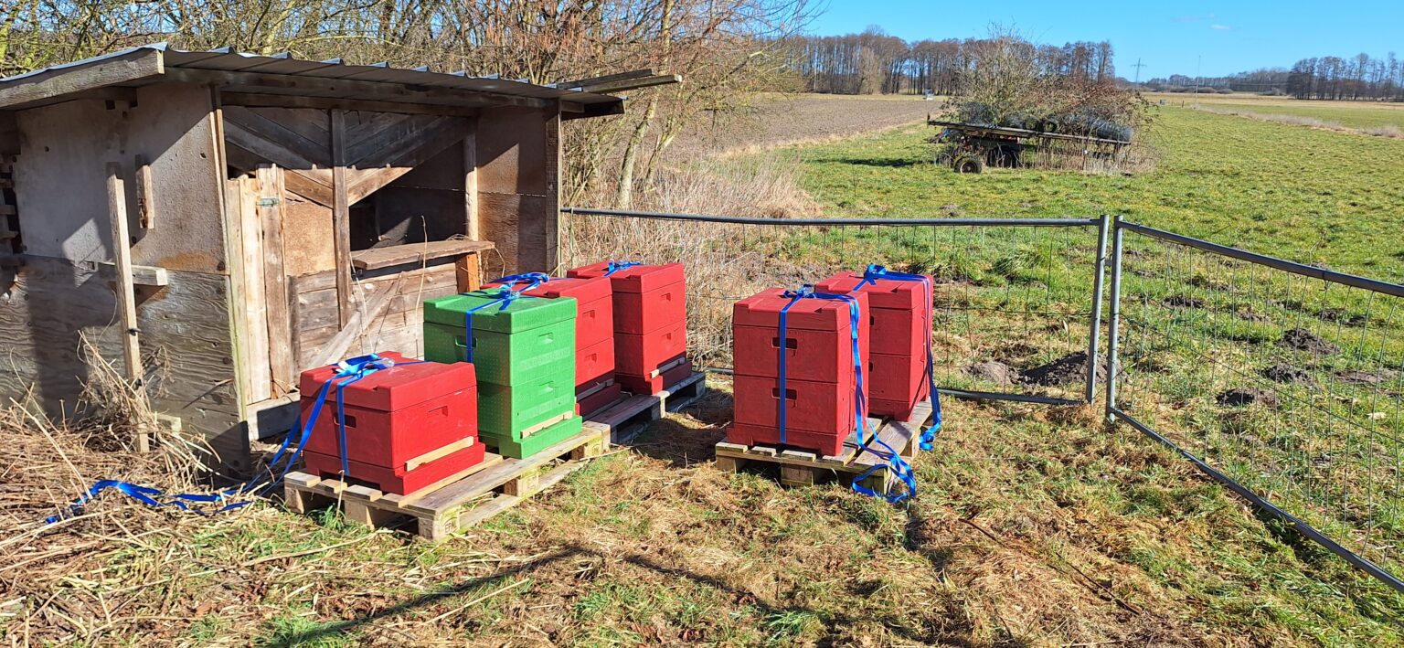 Aufbau des Bienenstandortes in Buchhorst: Die ersten 6 Völker aus unserer Hobbyimkerei in Witzeeze ziehen ein.