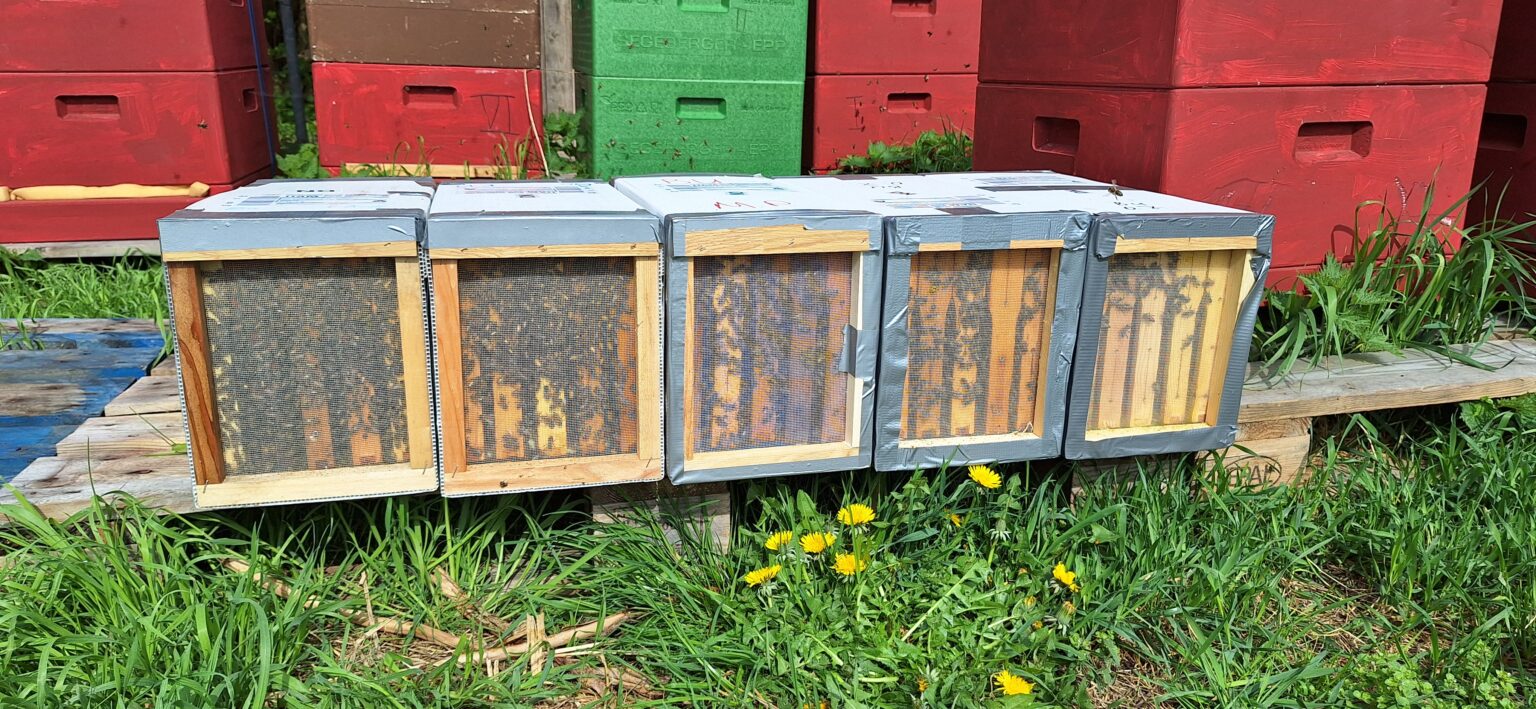 Die neuen Buckfast-Bienenvölker wurden Ende April 2025 geliefert und warten darauf in ihr neues Zu Hause einzuziehen.