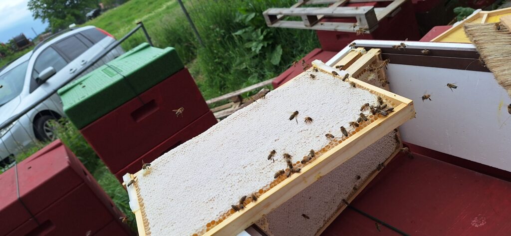 Spättrachthonig vor dem Schleudern, frisch aus dem Bienenvolk