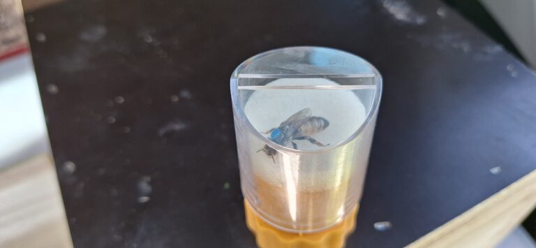 Bienenkönigin gezeichnet
